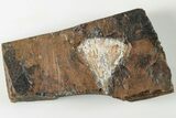 Fossil Ginkgo Leaf From North Dakota - Paleocene #201202-1